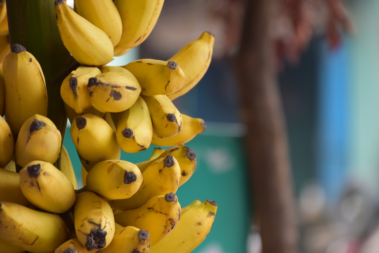 Bananų,  Vaisių,  Indija,  Sveikata,  Dietos, Nemokamos Nuotraukos,  Nemokama Licenzija