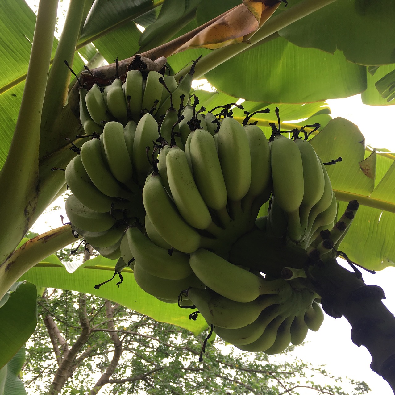 Bananų,  Medis,  Vaisių,  Maisto,  Bananai,  Augalų,  Pobūdį,  Žalias,  Sveiki,  Tropical