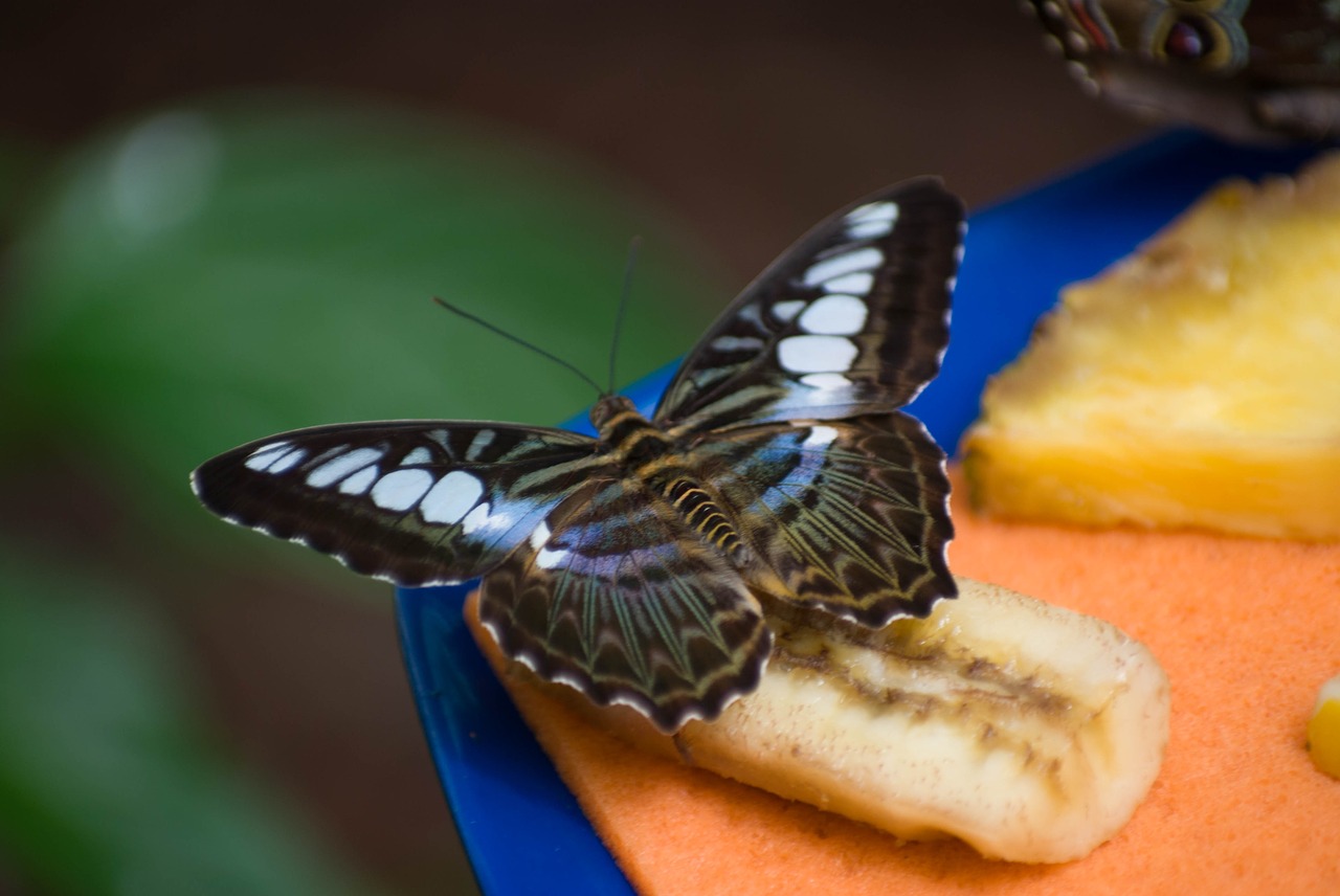 Bananų,  Drugelis,  Vabzdys, Nemokamos Nuotraukos,  Nemokama Licenzija