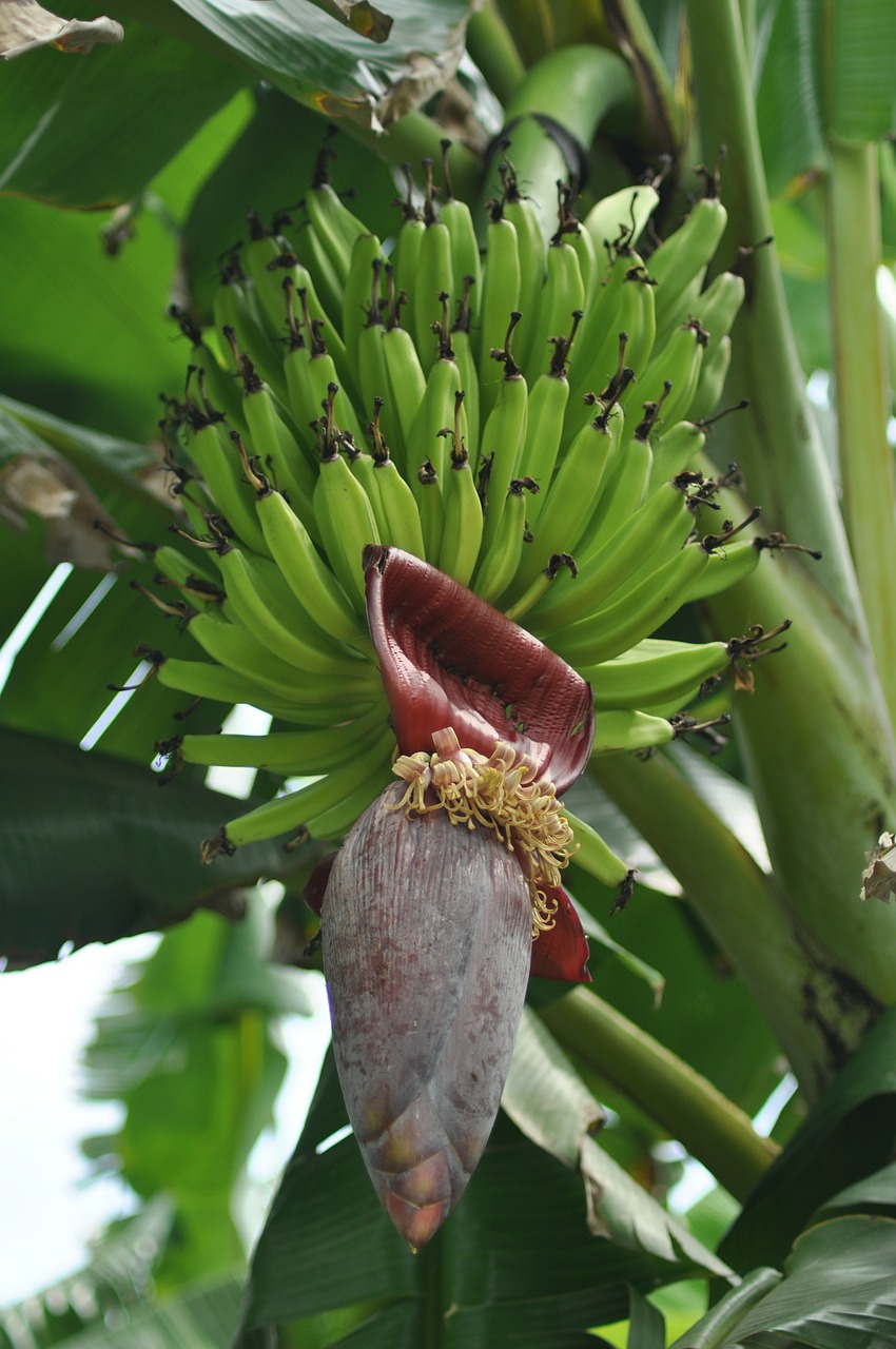 Bananas, Medis, Vaisiai, Žalias, Augalas, Atogrąžų, Lapai, Augimas, Nemokamos Nuotraukos,  Nemokama Licenzija