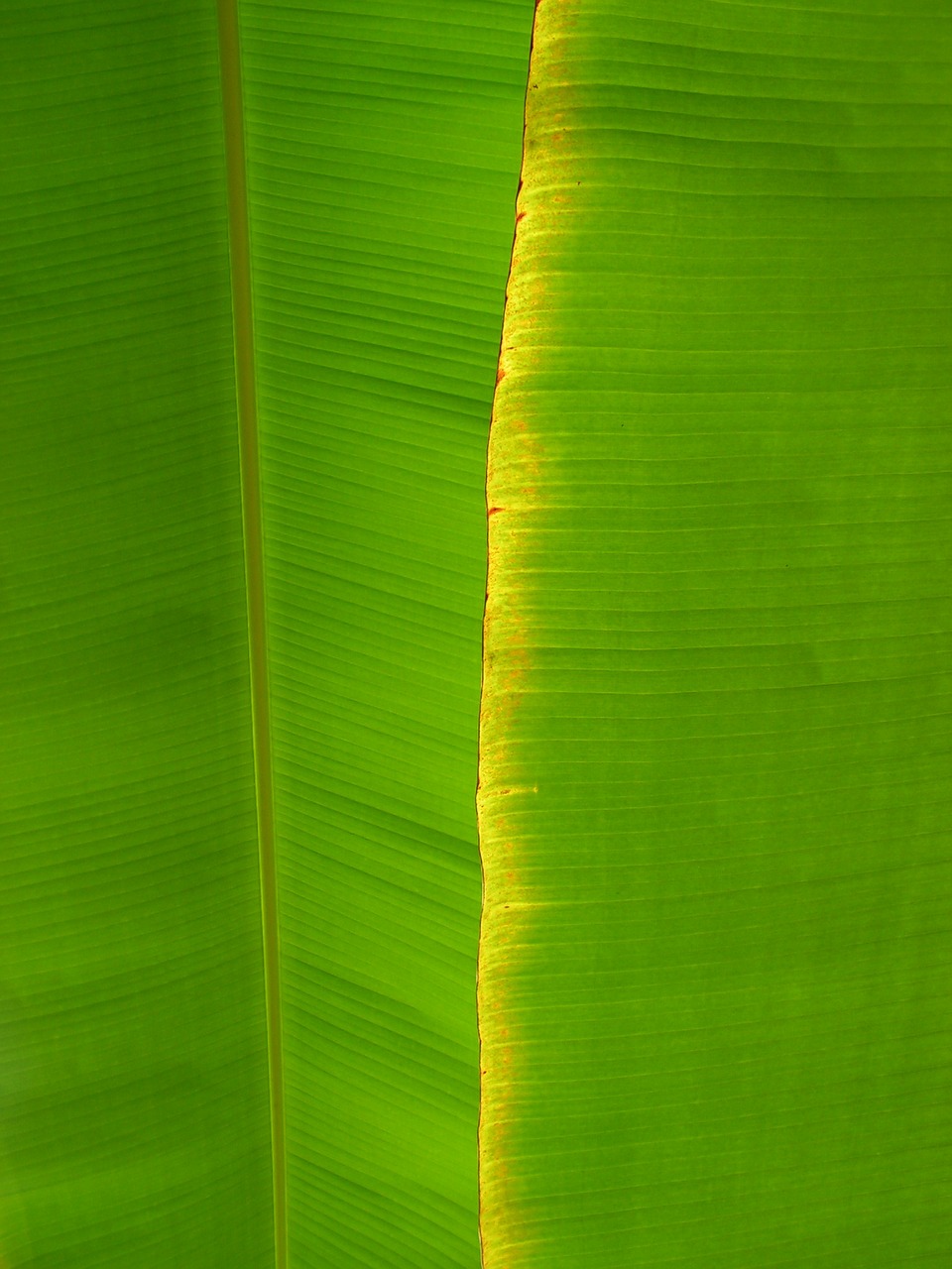 Bananas, Lakštas, Musa, Lapija, Žalias, Išsamiai, Gamta, Medis, Fonas, Lapai