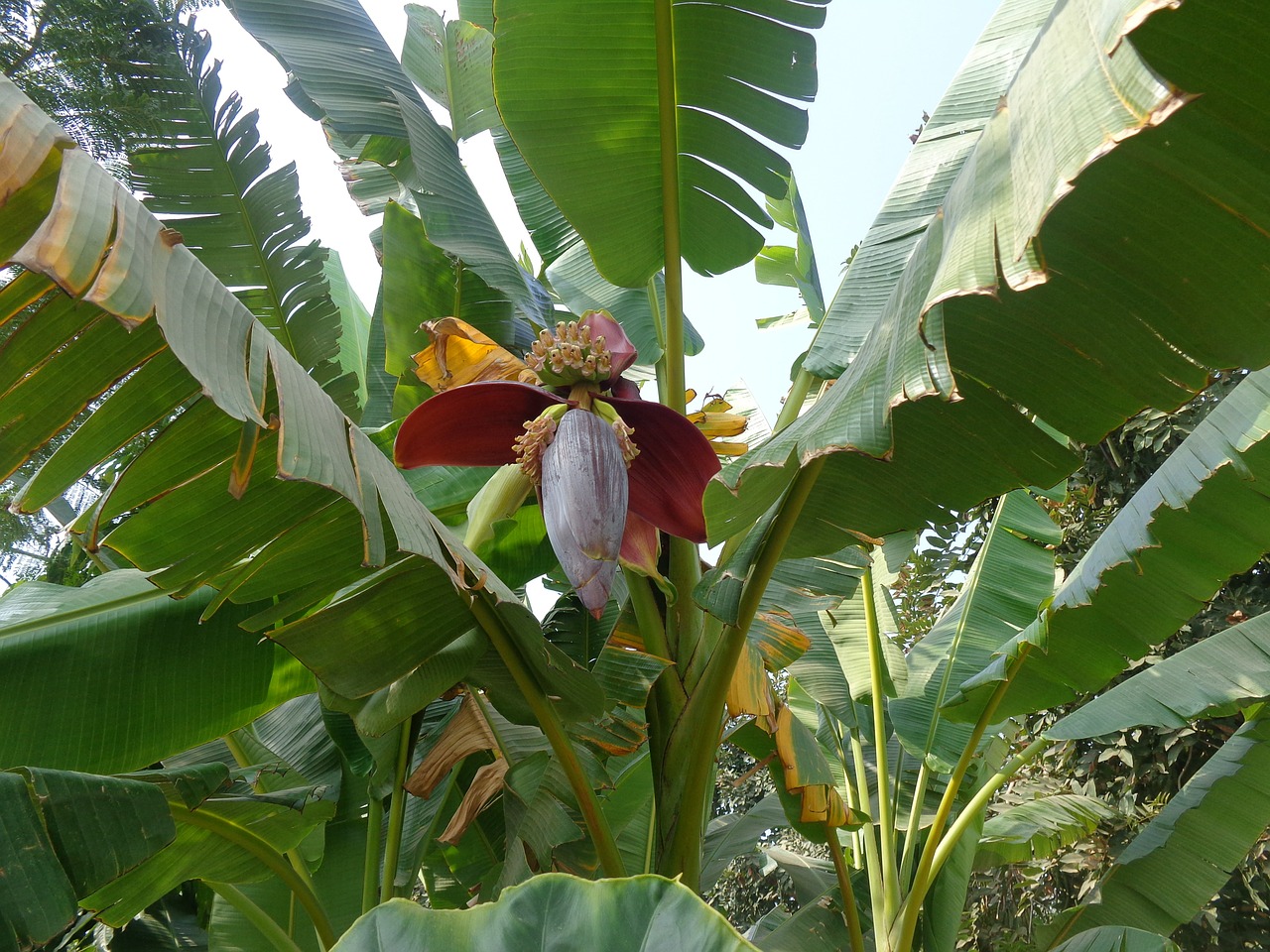 Bananas, Žalias, Vaisiai, Gėlė, Maistas, Sveikas, Natūralus, Lapai, Vaisiai, Nemokamos Nuotraukos