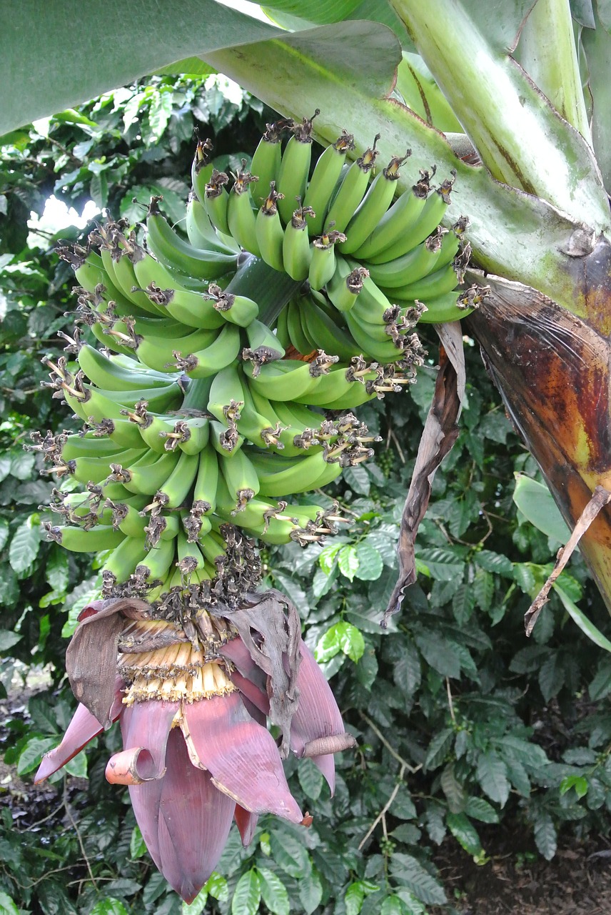 Bananas, Kosta Rika, Bananų Plantacijos, Nemokamos Nuotraukos,  Nemokama Licenzija