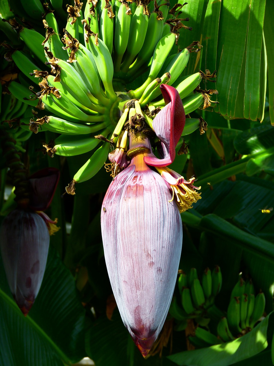 Bananas, Žiedas, Žydėti, Bananų Gėlė, Vaisių Žalia, Sveikas, Skanus, Nemokamos Nuotraukos,  Nemokama Licenzija