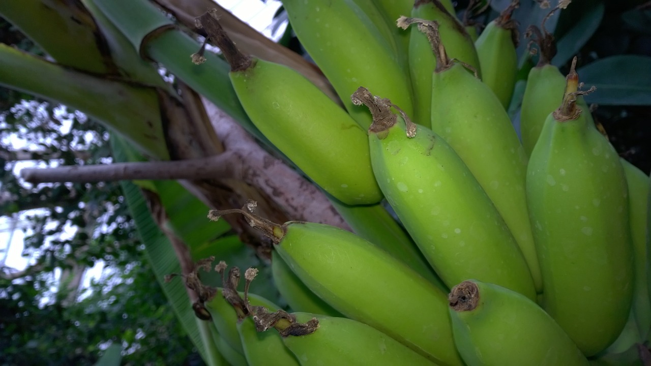 Bananas, Krūmas, Bananai, Bananinis Krūmas, Bananų Augalas, Nemokamos Nuotraukos,  Nemokama Licenzija