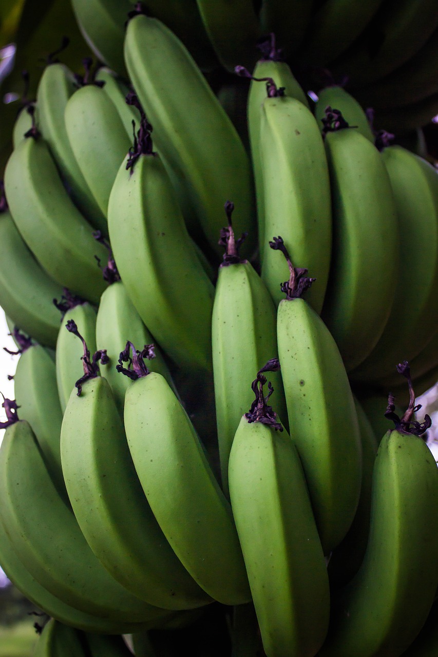 Bananas, Vaisiai, Augalai, Maistas, Bananų Medis, Krūva Bananų, Gamta, Žalias, Žalumos, Nemokamos Nuotraukos