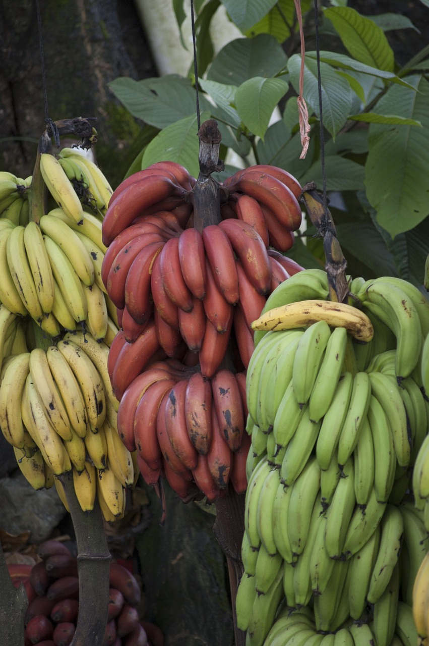 Bananas,  Kosta Rika,  Atogrąžų,  Vaisiai,  Žalias,  Raudona,  Maistas,  Geltona,  Tropikai,  Rica