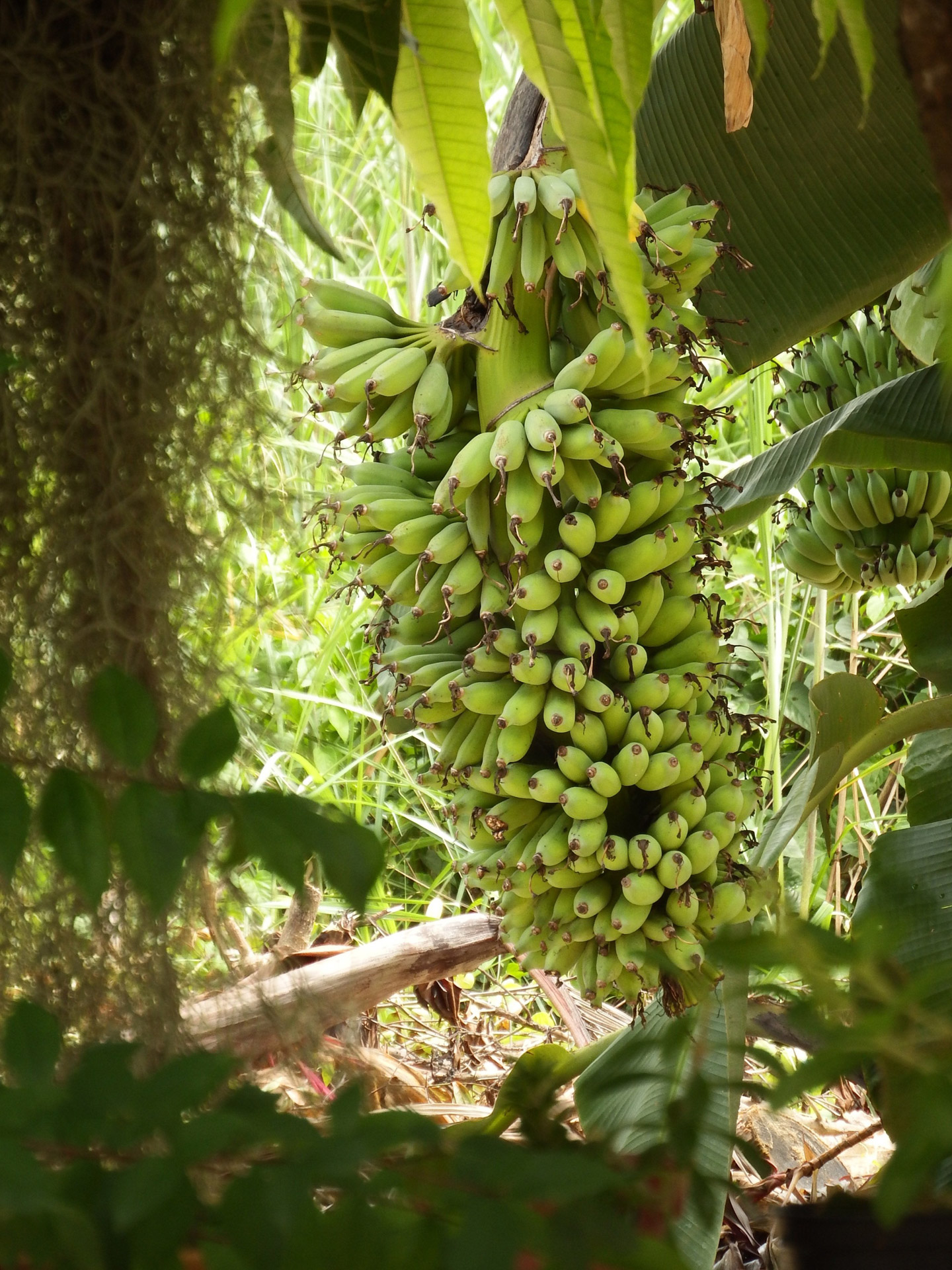 Bananas,  Krūva,  Bananai,  Auga,  Medis,  Augalas,  Atogrąžų,  Vaisiai,  Vaisiai,  Geltona