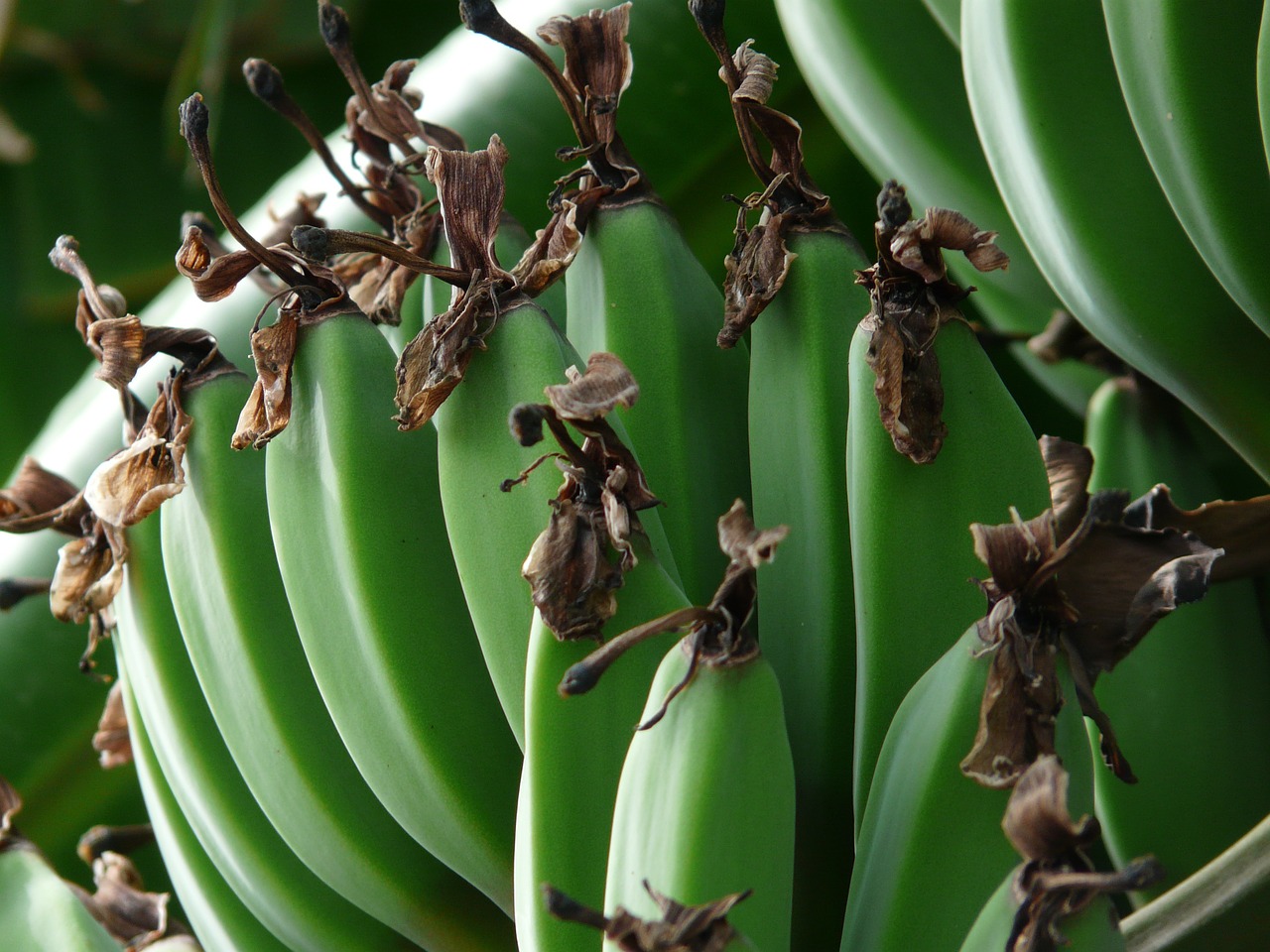 Bananų Krūva, Bananai, Krūmas, Žalias, Desertinis Bananas, Obstbanane, Bananas, Bananai Musa, Bananų Augalas, Musaceae