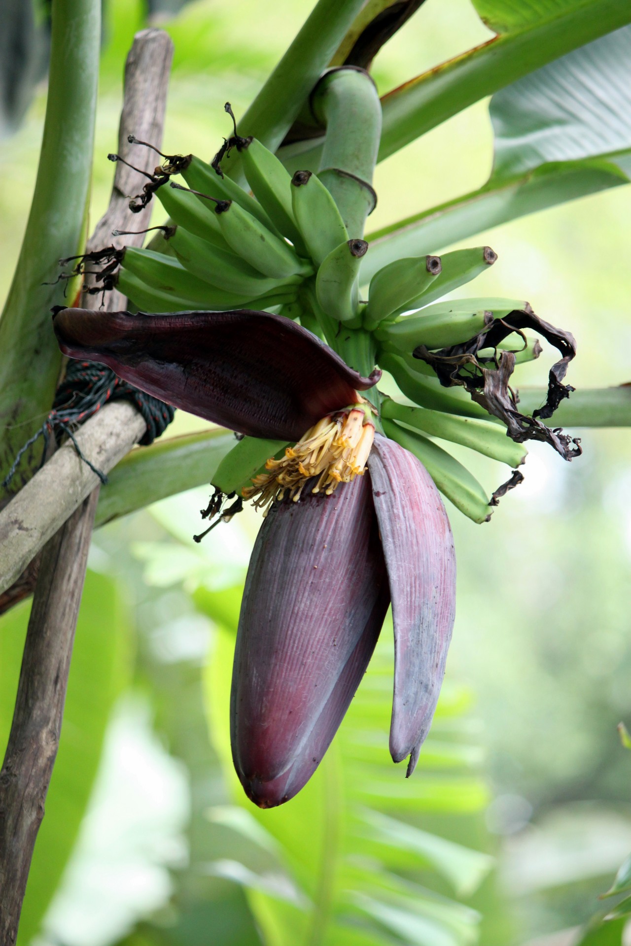 Bananas,  Gėlė,  Kūdikis,  Bananas,  Bananų Gėlių Ir Kūdikių Bananų, Nemokamos Nuotraukos,  Nemokama Licenzija