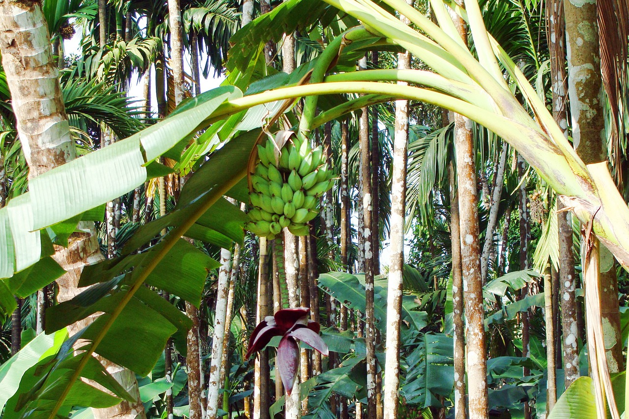 Bananų Žalia, Indija, Plantakas, Gėlė, Vaisiai, Sultingas, Maistas, Prinokę, Sveikas, Šviežias