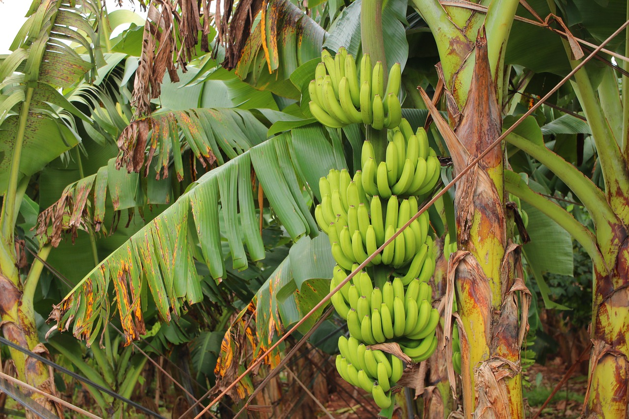 Bananų Derlius, Bananų Audinių Kultūros Derlius, Nano Bananų Audinių Kultūra, Nemokamos Nuotraukos,  Nemokama Licenzija