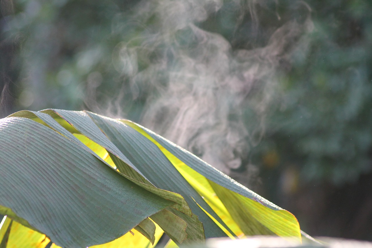 Bananų Lapai, Ramus, Bananų Medis, Nemokamos Nuotraukos,  Nemokama Licenzija