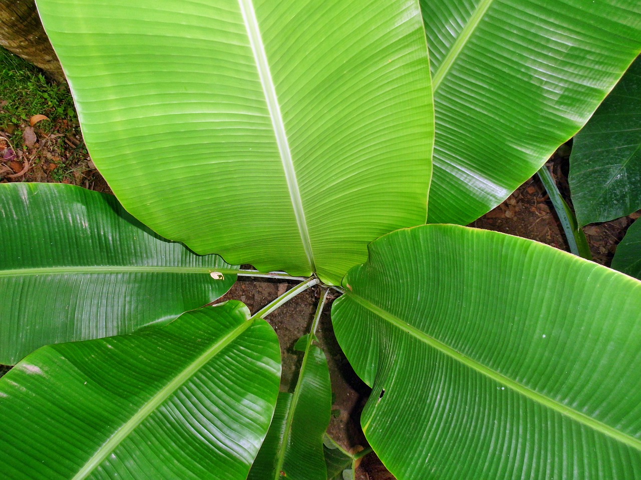 Bananų Lapai, Augalas, Lapai, Žalias, Gamta, Atogrąžų, Natūralus, Ekologiškas, Šviežias, Sodas