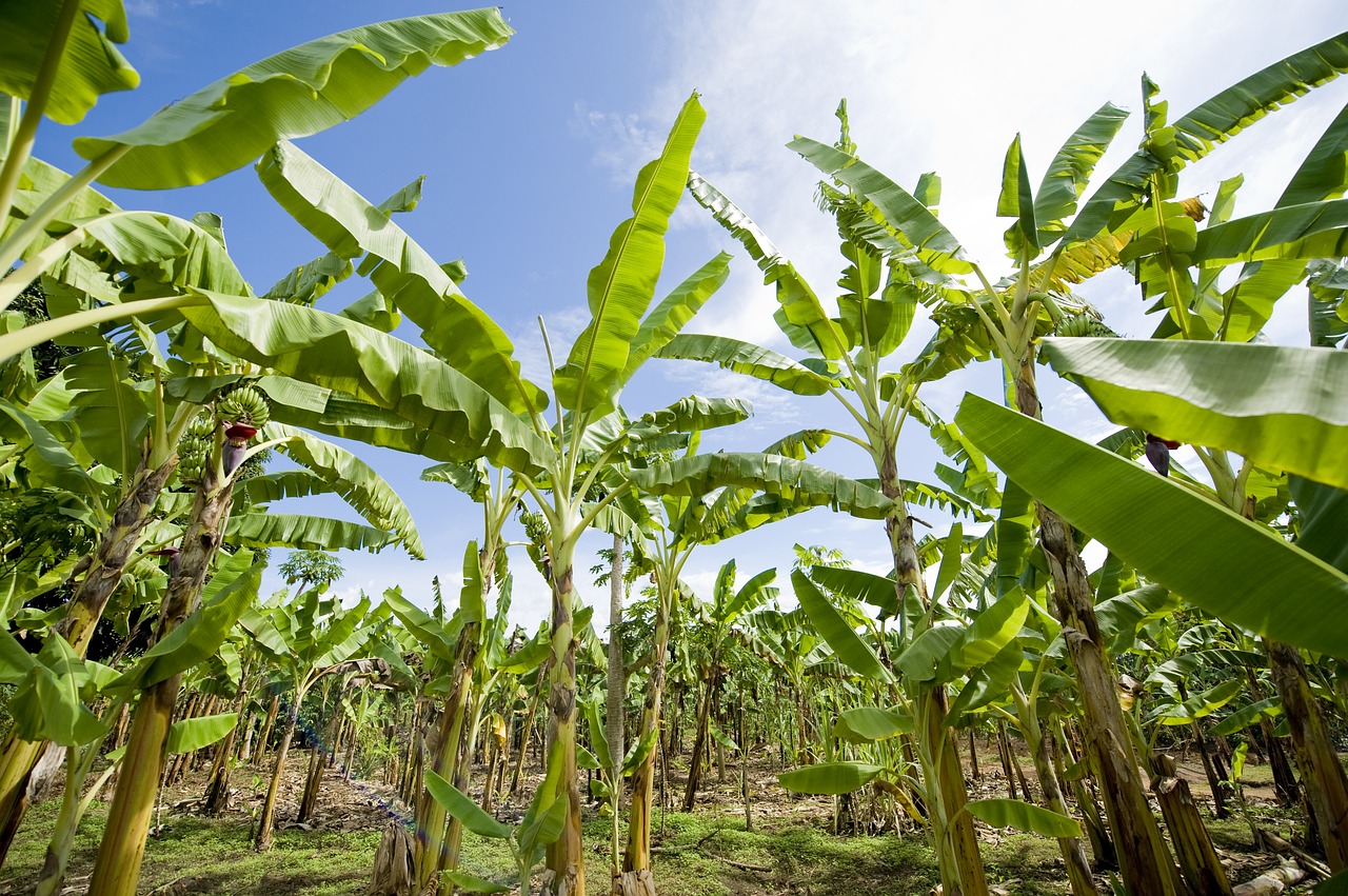 Bananų Plantacijos, Afrika, Žemdirbystė, Nemokamos Nuotraukos,  Nemokama Licenzija