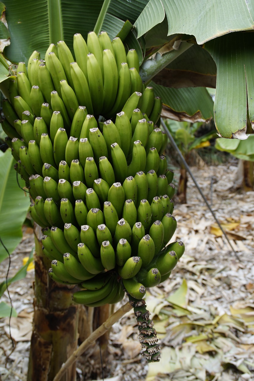 Bananų Plantacijos, Bananų Auginimas, Auginimas, Bananas, Bananų Augalas, Vaisiai, Žiedas, Žydėti, Nesubrendusio, Vaisiai
