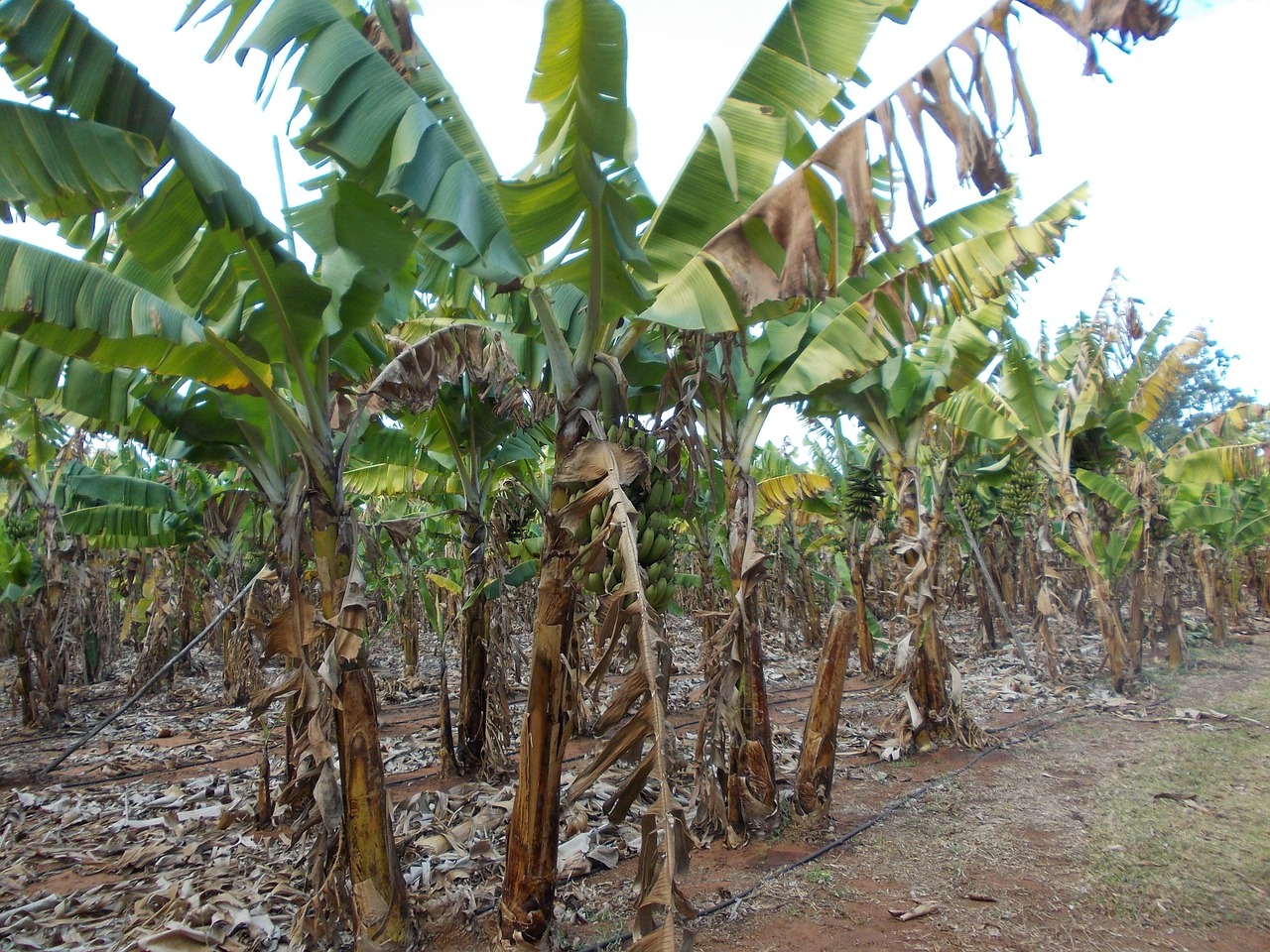 Bananų Plantacijos,  Afrika,  Gamta, Nemokamos Nuotraukos,  Nemokama Licenzija