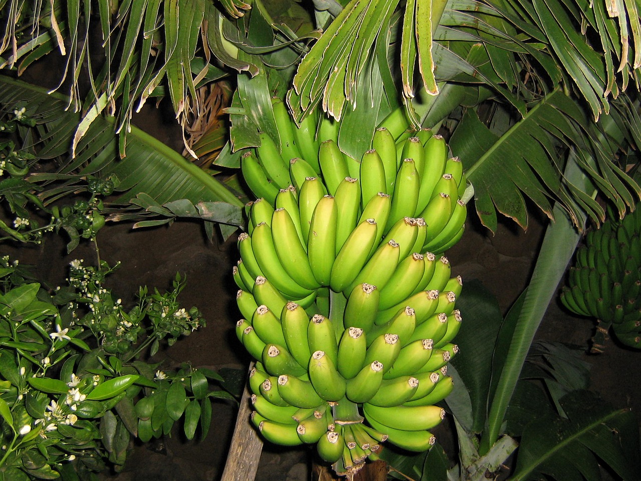 Bananinis Krūmas, Vaisiai, Bananai, Nemokamos Nuotraukos,  Nemokama Licenzija