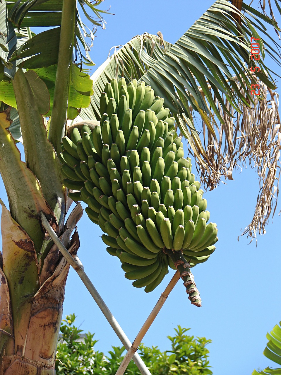 Bananinis Krūmas, Vaisiai, Bananas, Nemokamos Nuotraukos,  Nemokama Licenzija