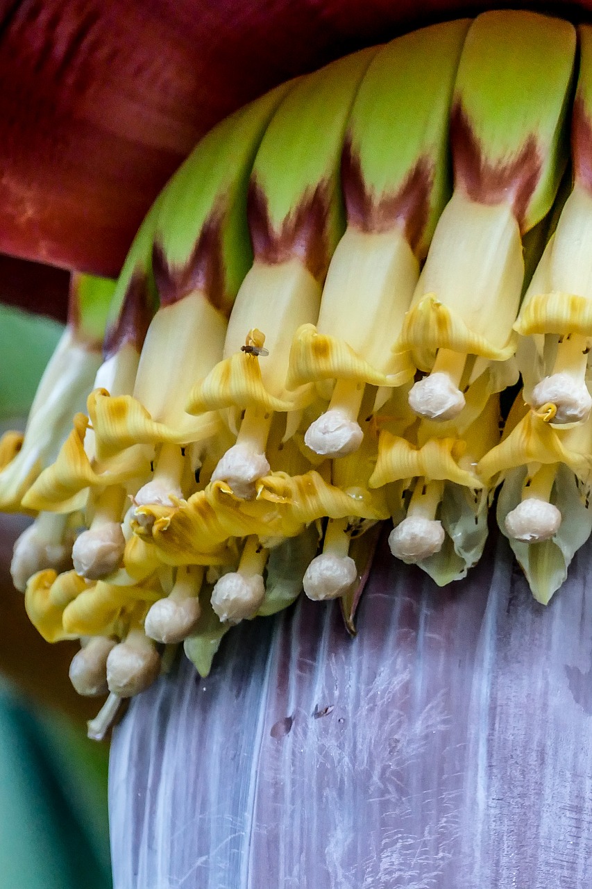 Bananinis Krūmas, Žiedas, Žydėti, Augalas, Uždaryti, Vietnamas, Nemokamos Nuotraukos,  Nemokama Licenzija