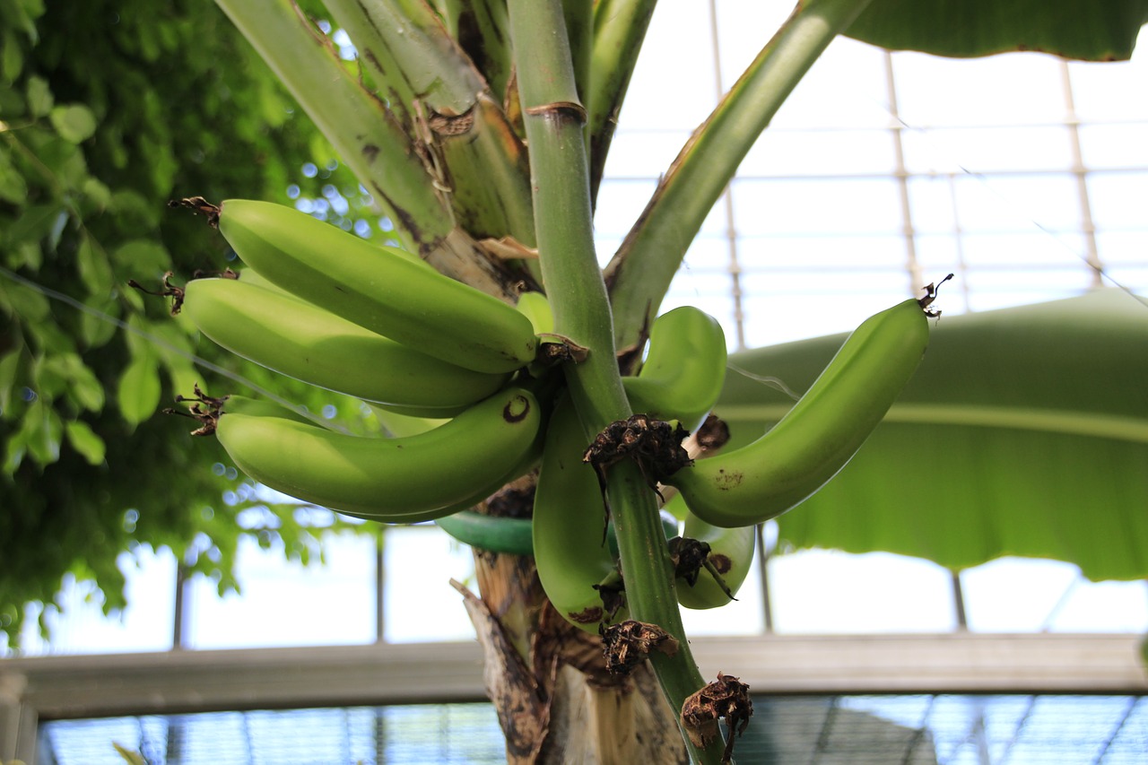 Bananinis Krūmas, Bananai, Bananų Augalas, Vaisiai, Žalias, Nemokamos Nuotraukos,  Nemokama Licenzija