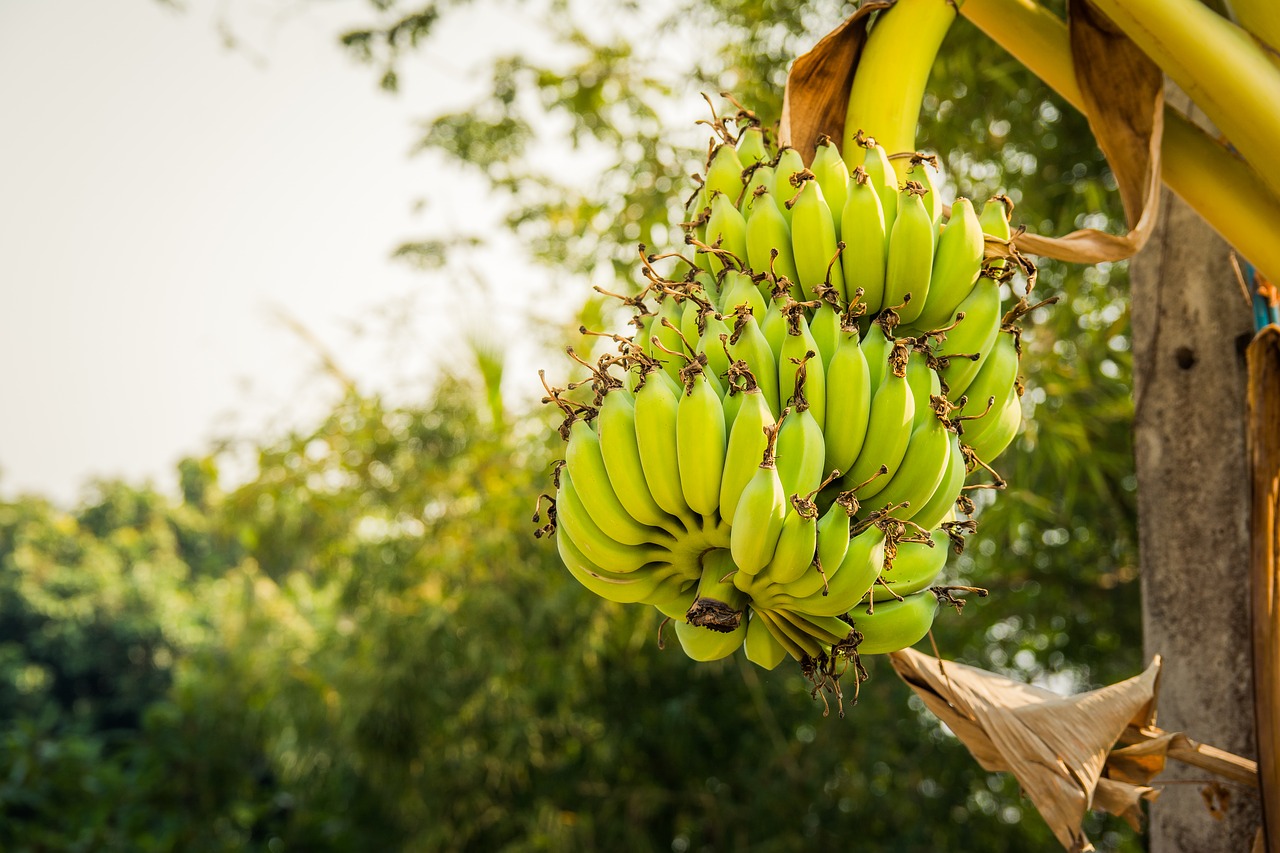 Bananinis Krūmas,  Gamta,  Medis,  Desertinis Bananas,  Augalas,  Vaisiai,  Vaisiai,  Žalias,  Žiedas,  Žydėti