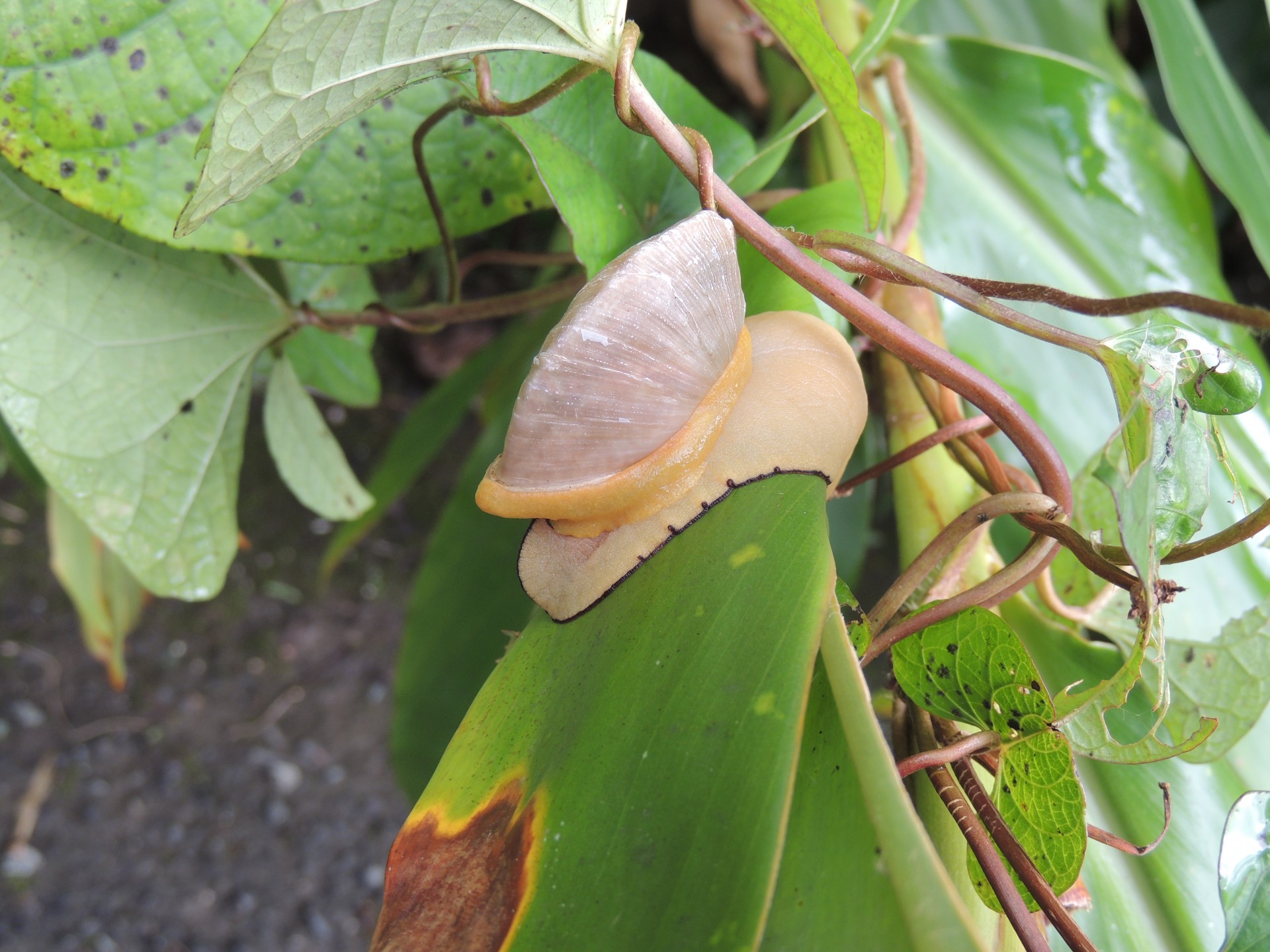 Bananas,  Šlakas,  Lietus,  Miškas,  Bananų Šliužas, Nemokamos Nuotraukos,  Nemokama Licenzija