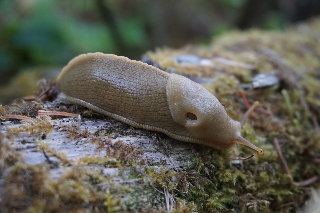 Bananų Šlakas, Dykuma, Gamta, Gastropodas, Makro, Miškas, Žurnalas, Ariolimax, Nuskaitymo, Skystis