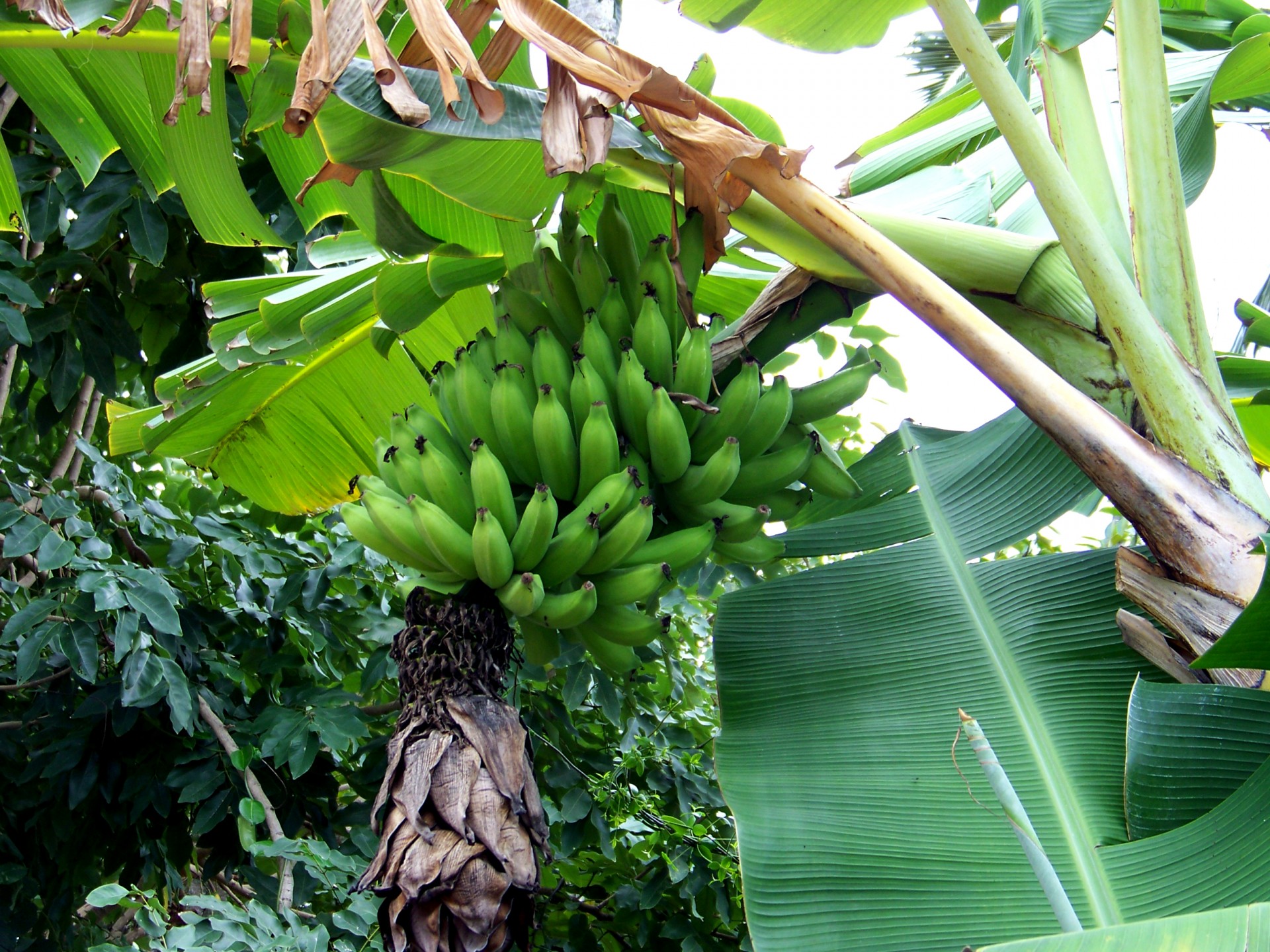 Bananas,  Bananas & Nbsp,  Medis,  Bananai & Nbsp,  Lapai,  Bananas & Nbsp,  Augalas,  Žalieji & Nbsp,  Bananai,  Bananai & Nbsp
