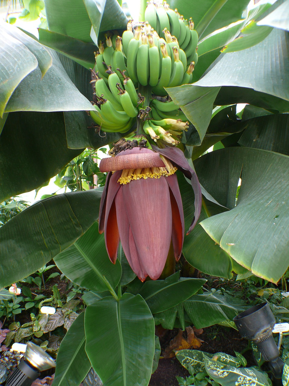 Bananų Medis, Bananai, Krūmas, Bananinis Krūmas, Vaisiai, Lapai, Žiedynai, Bananų Augalas, Augalas, Bananų Medžiai