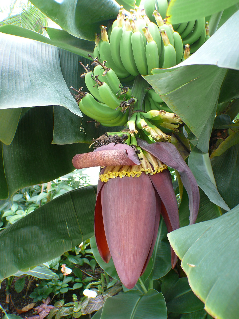 Bananų Medis, Bananai, Krūmas, Bananinis Krūmas, Vaisiai, Lapai, Žiedynai, Bananų Augalas, Augalas, Bananų Medžiai