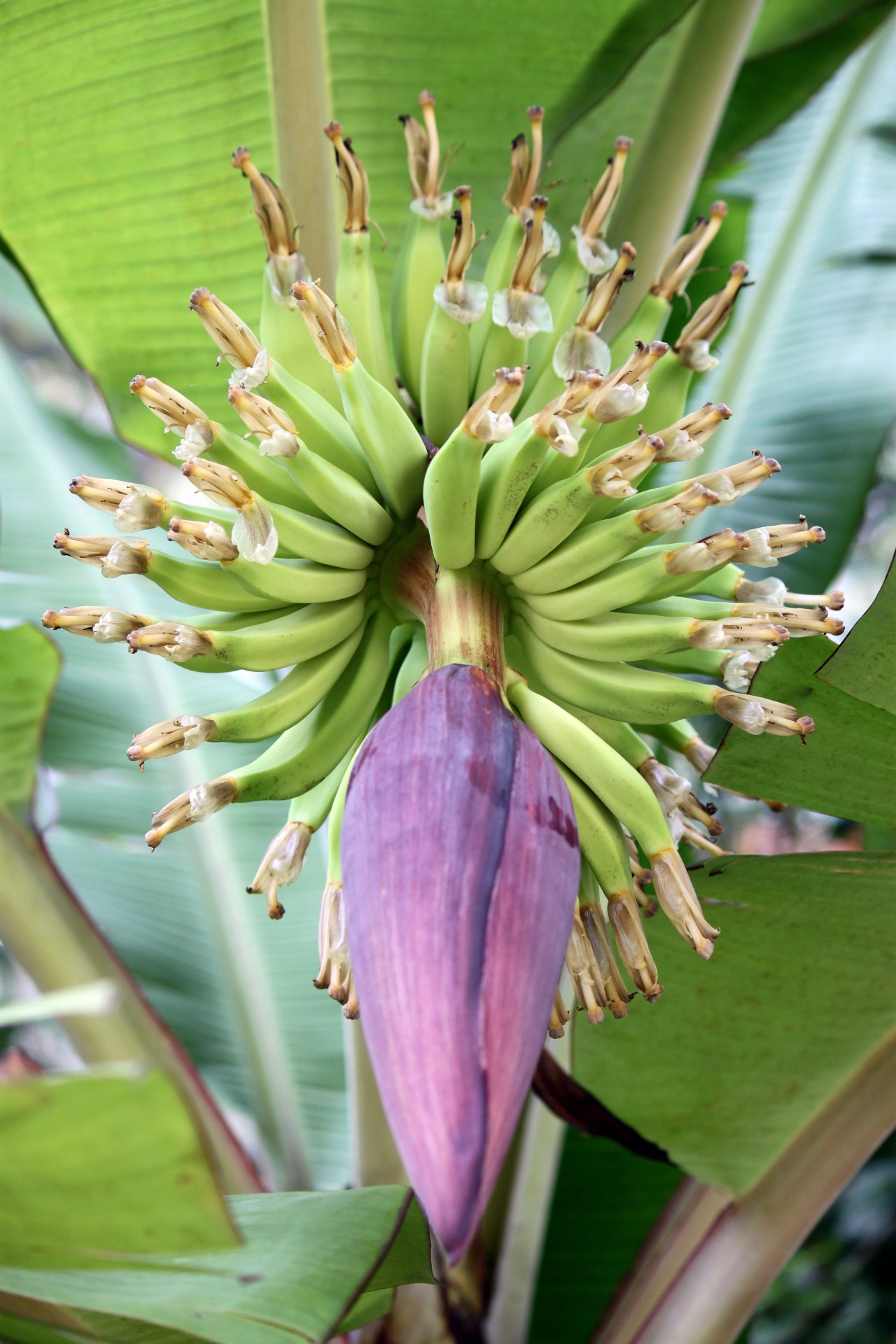 Bananas & Nbsp,  Medis & Nbsp,  Gėlė,  Kūdikis & Nbsp,  Bananas,  Bunch & Nbsp,  Banana,  Bananų Medžio Gėlė, Nemokamos Nuotraukos,  Nemokama Licenzija