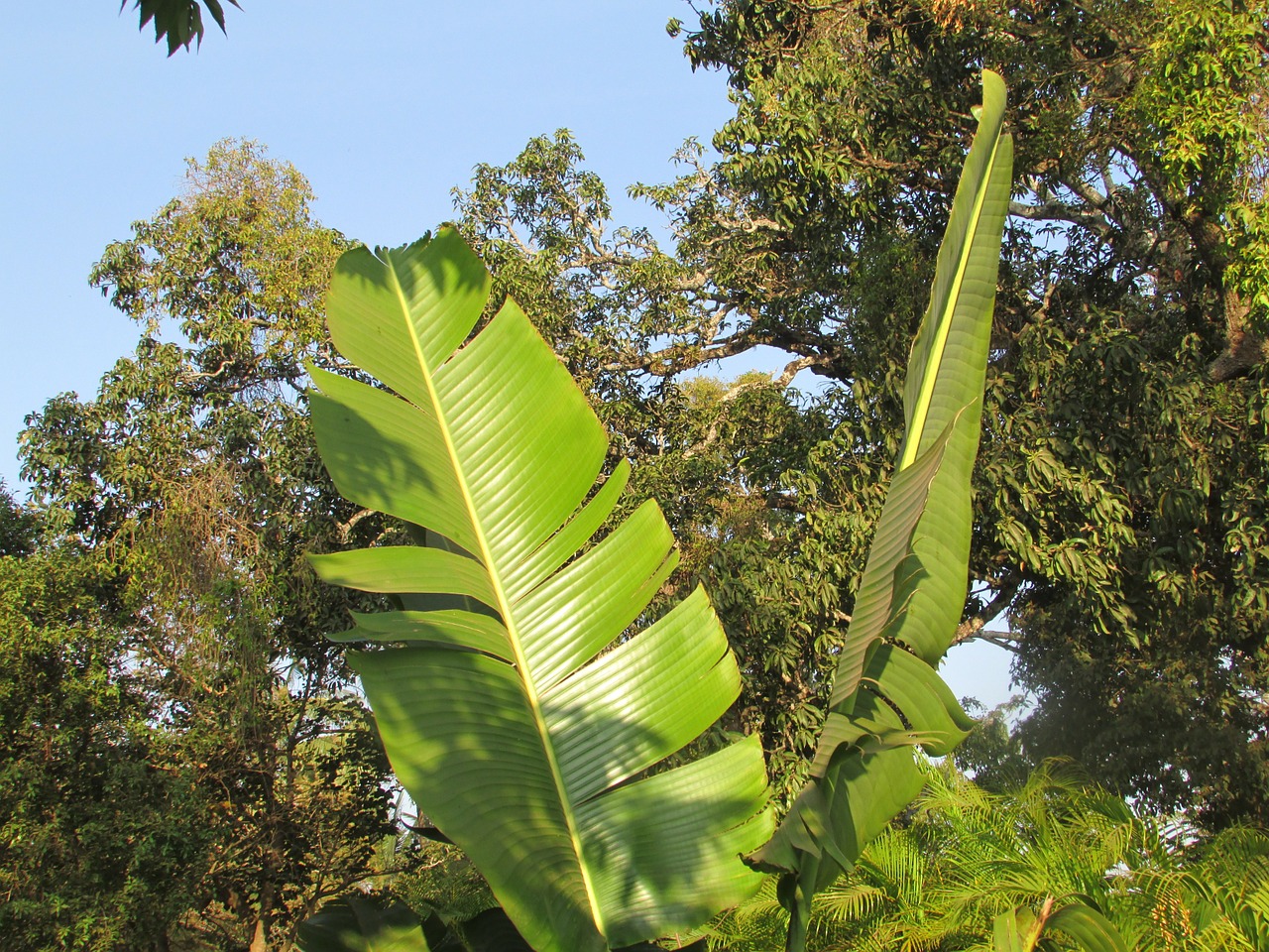 Bananų Medžio Lapai, Palmių Lapelis, Lapai, Egzotiškas, Dharwad, Indija, Nemokamos Nuotraukos,  Nemokama Licenzija