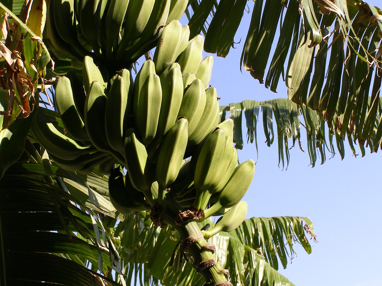 Bananai, Krūmas, Bananinis Krūmas, Vaisiai, Nemokamos Nuotraukos,  Nemokama Licenzija