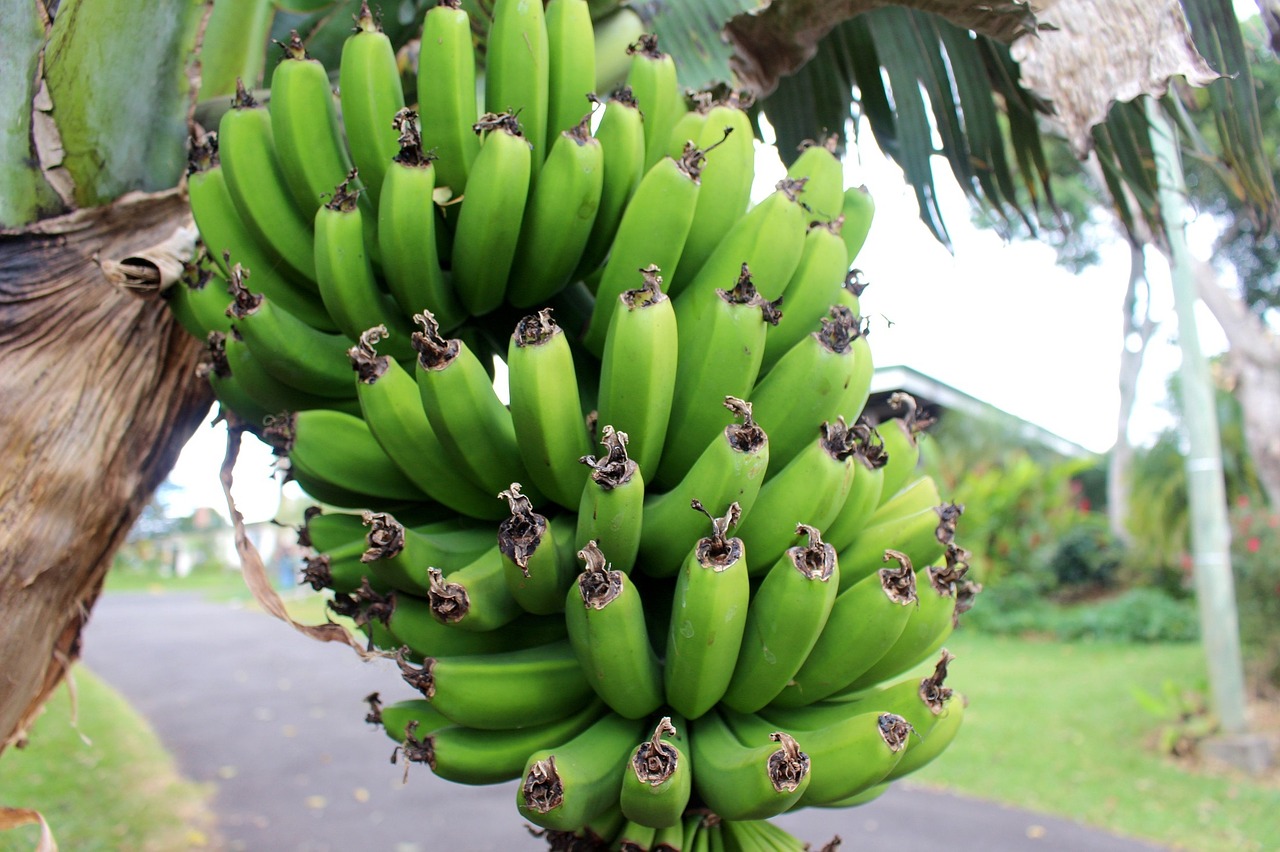 Bananai, Auga, Atogrąžų, Žalias, Žemdirbystė, Medis, Šviežias, Derlius, Krūva, Grupė