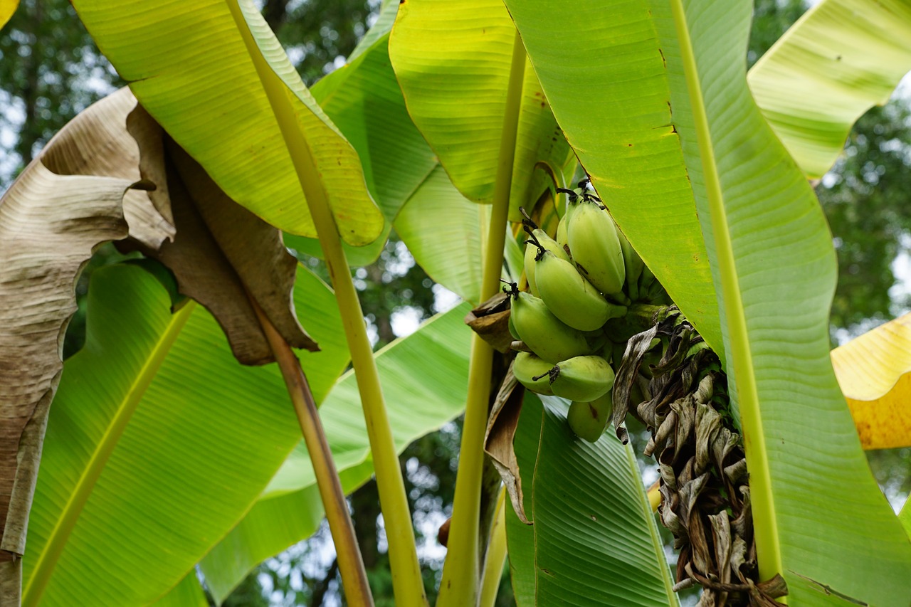 Bananai, Medis, Žalias, Pavasaris, Kvepalai, Aromatas, Kvepalai, Veikliosios Medžiagos, Kosmetika, Spa