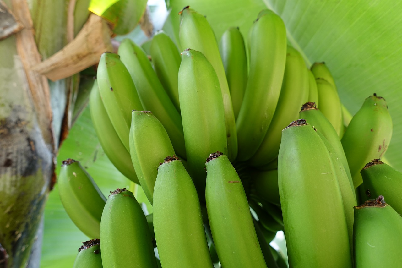 Bananai, Musa, Gamta, Žalias, Nemokamos Nuotraukos,  Nemokama Licenzija