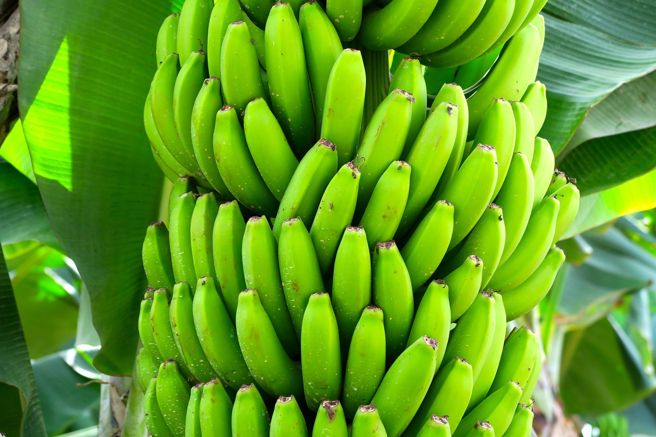 Bananai, Vaisiai, Egzotiškas, Bananas, Nemokamos Nuotraukos,  Nemokama Licenzija