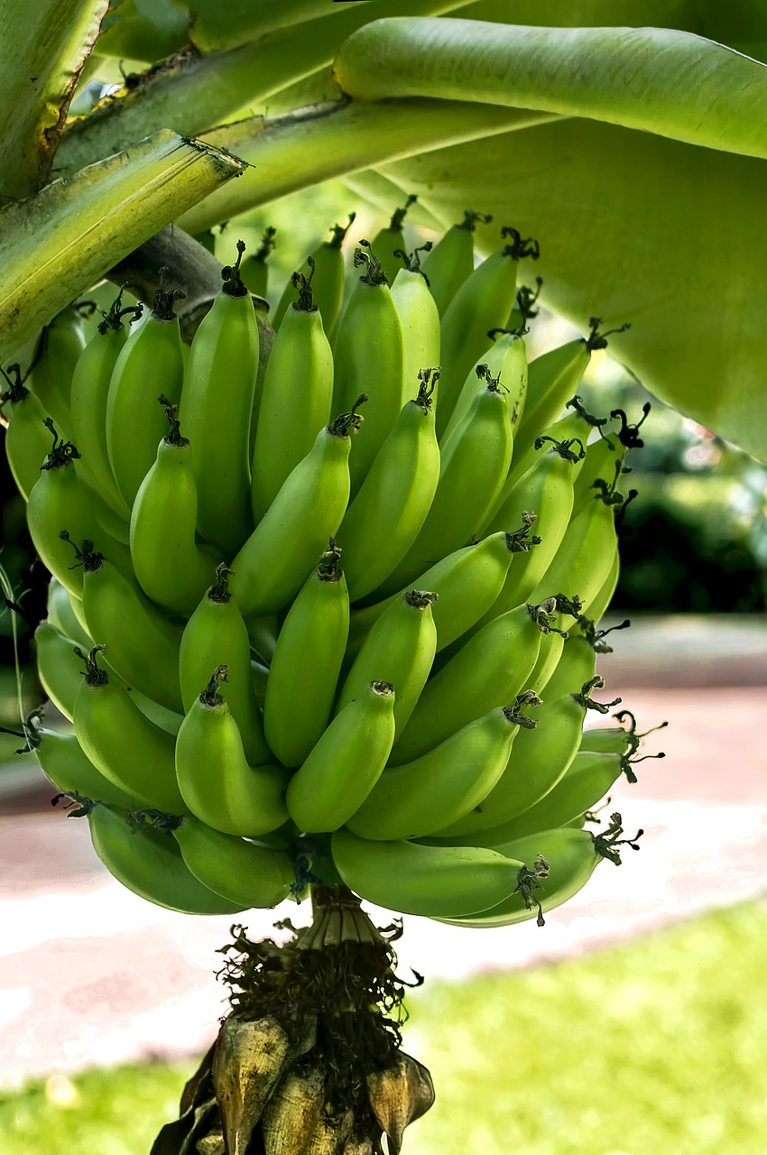 Bananai, Kolumbija, Kolumbijos, Kolumbijos Maistas, Maistas, Žalias, Žali Drabužiai, Platano Verde, Receptai, Tipiškas Maistas