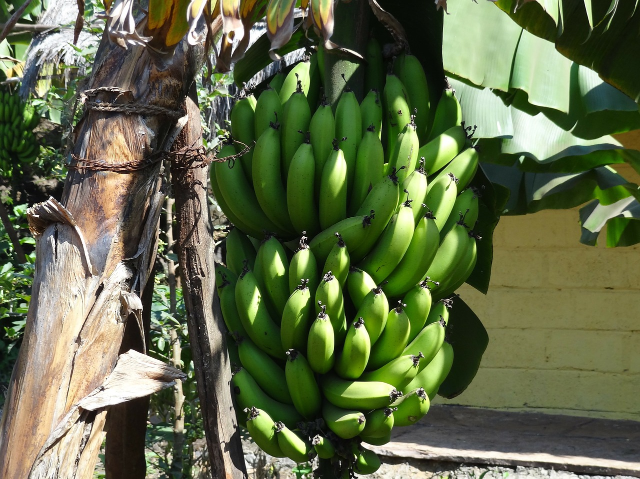 Bananai, Vaisiai, Krūva, Bananų Medis, Žalias, Neprinokęs, Nemokamos Nuotraukos,  Nemokama Licenzija