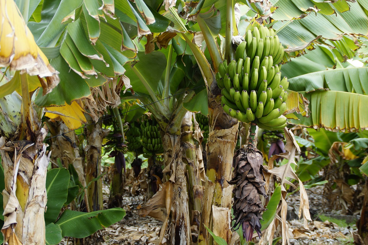 Bananai, Bananinis Krūmas, Bananų Plantacijos, Bananas, Bananų Augalas, Žalias, Vaisiai, Maistas, Bananų Medis, Augalas