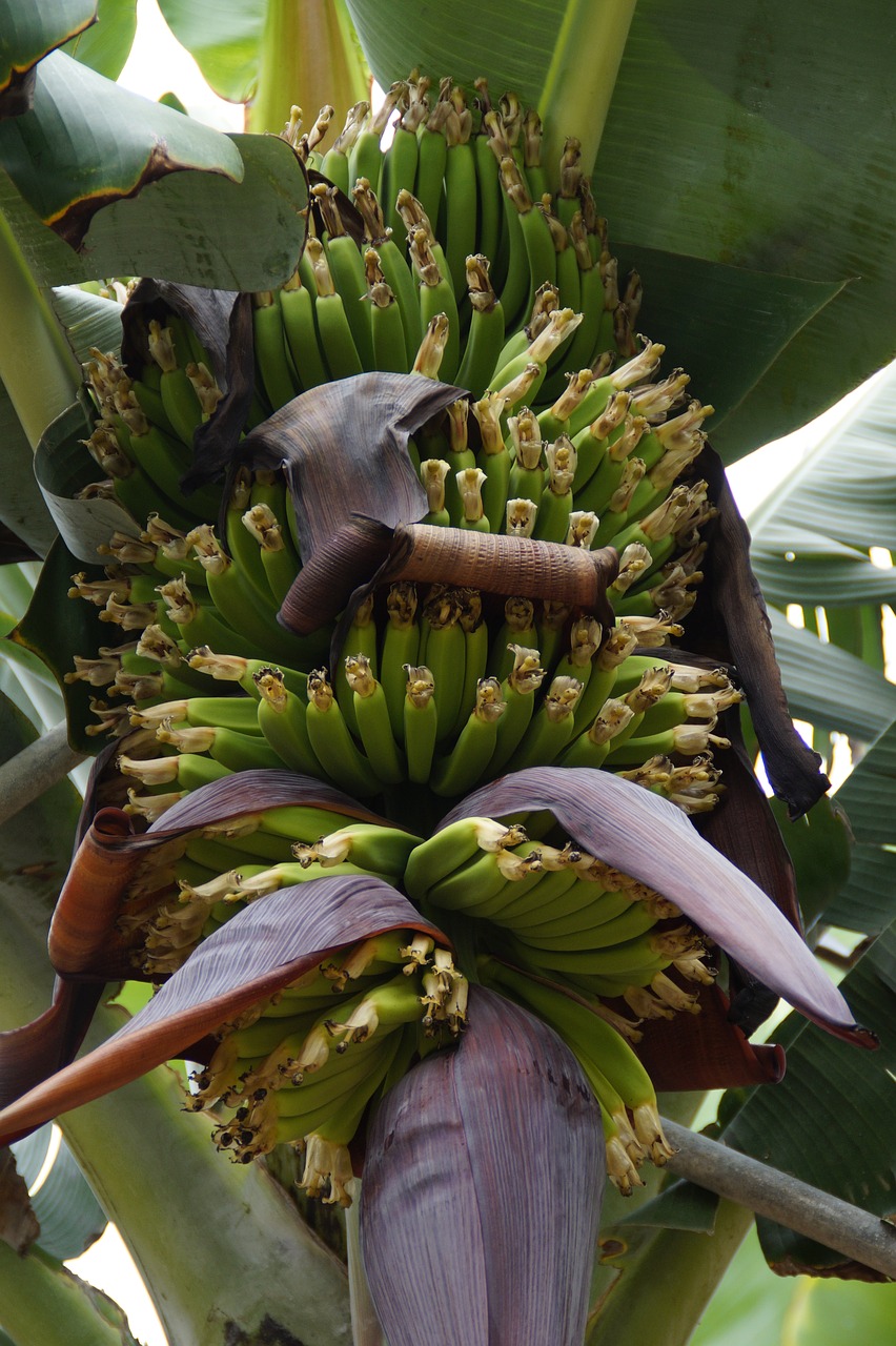 Bananai, Bananinis Krūmas, Bananų Plantacijos, Bananas, Bananų Augalas, Žalias, Vaisiai, Maistas, Bananų Medis, Augalas