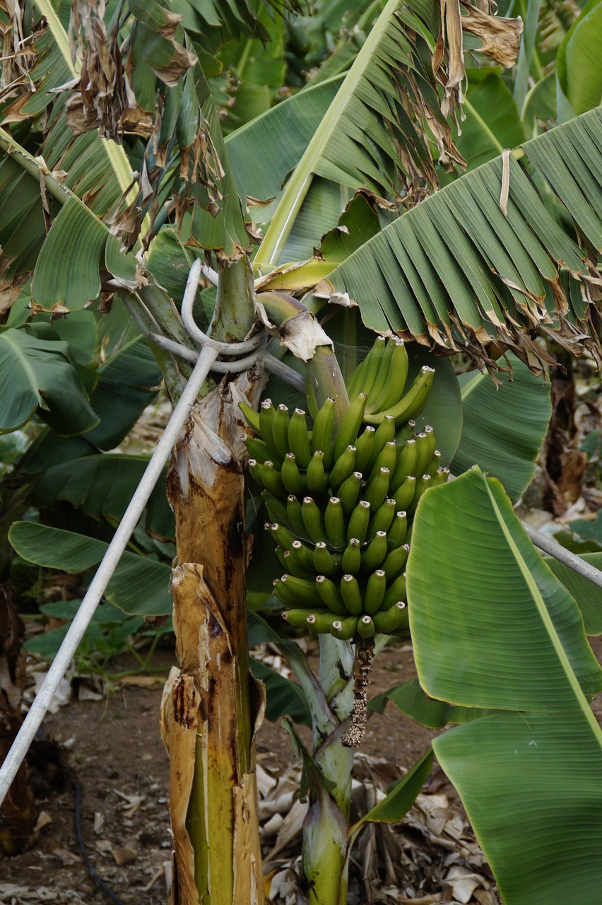 Bananai, Bananų Plantacijos, Parama, Sunku, Bananinis Krūmas, Bananų Augalas, Plantacija, Žalias, Vaisiai, Augalas