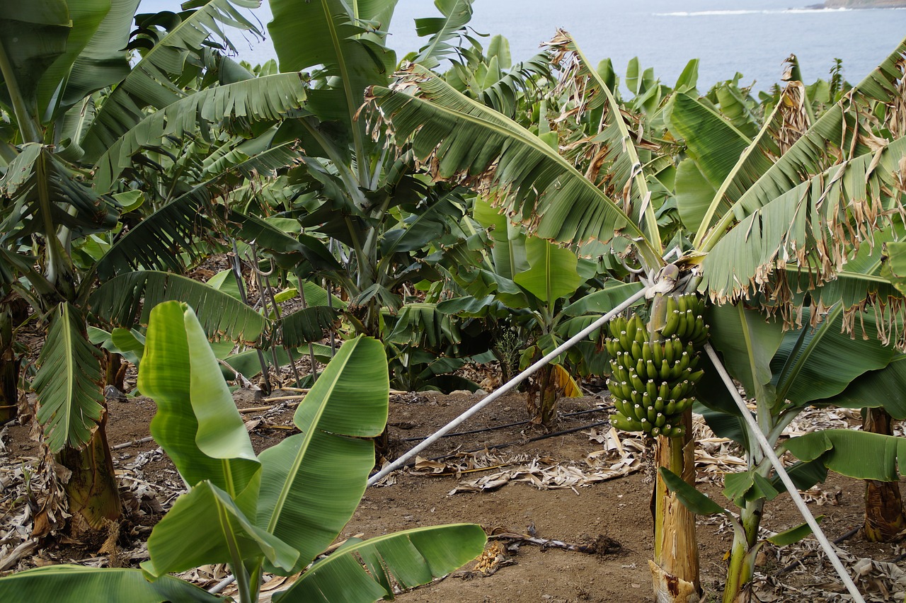 Bananai, Bananų Plantacijos, Parama, Sunku, Bananinis Krūmas, Bananų Augalas, Plantacija, Žalias, Vaisiai, Augalas