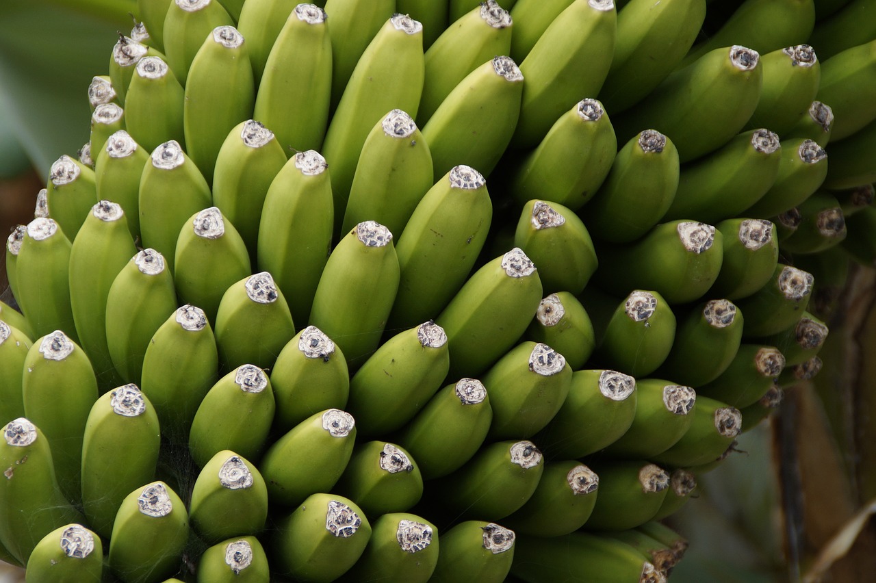 Bananai, Bananinis Krūmas, Uždaryti, Krūmas, Vaisiai, Bananų Augalas, Sveikas, Žalias, Augalas, Vaisiai