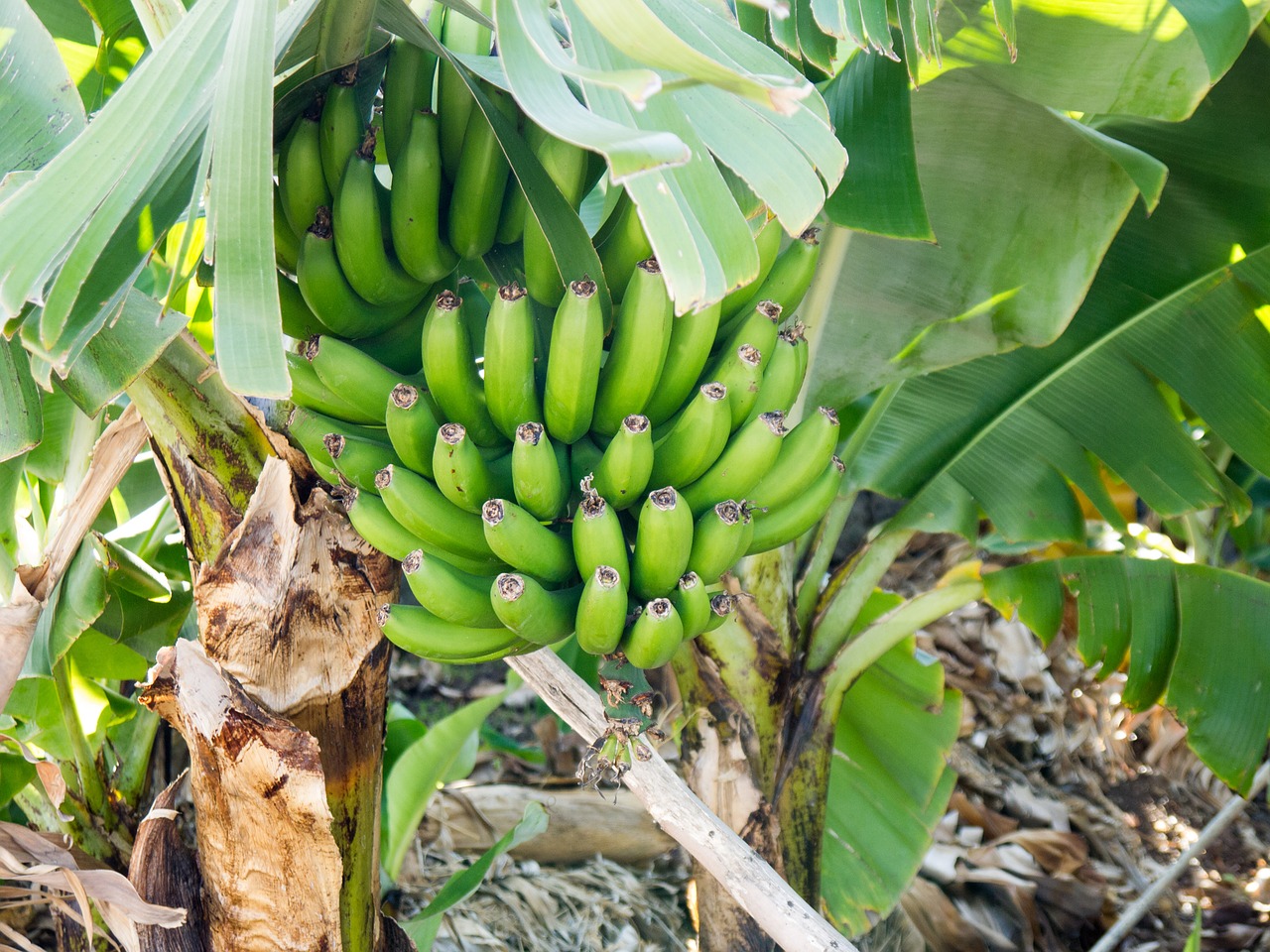 Bananai, Žalias, Nesubrendusio, Bananinis Krūmas, Bananų Medis, Bananų Auginimas, Tropiniai Vaisiai, Vaisiai, Augalas, Maistas