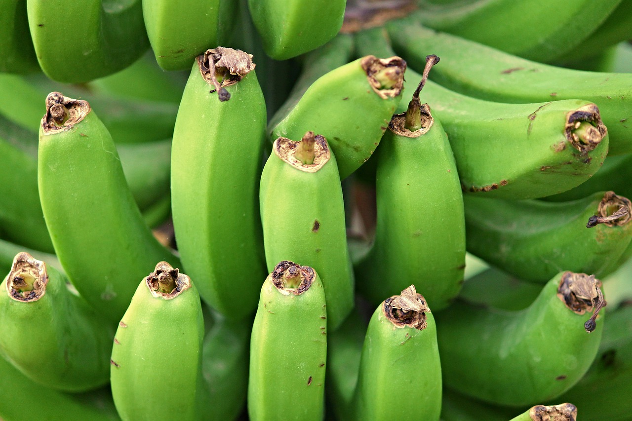 Bananai, Bananinis Krūmas, Atogrąžų Vaisiai, Nesubrendusio, Žalias, Subrendęs, Vitaminai, Vaisiai, Atogrąžų, Kreivas
