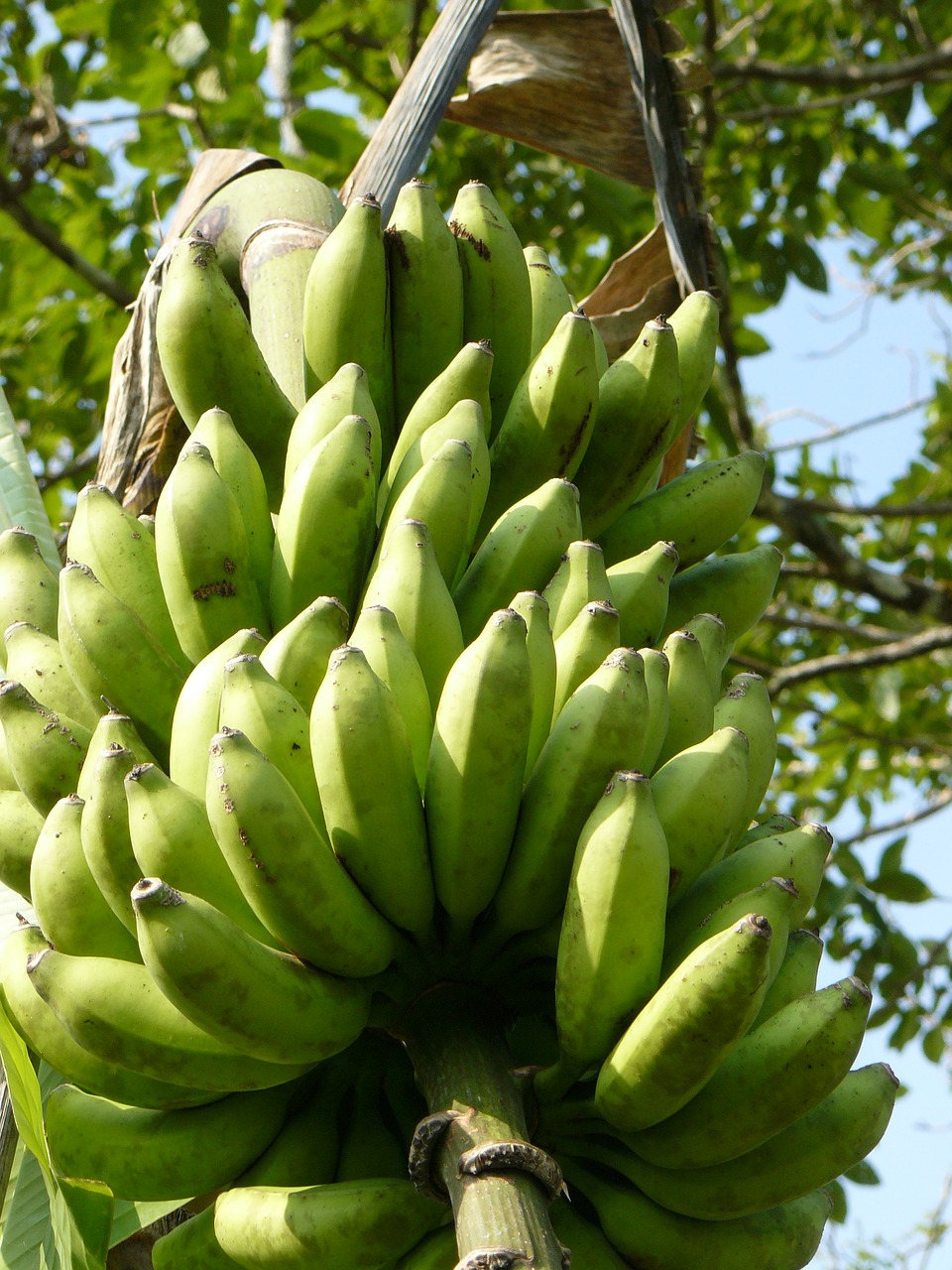 Bananai, Žalias, Stiebas, Maistas, Vaisiai, Šviežias, Ekologiškas, Atogrąžų, Gamta, Augalas