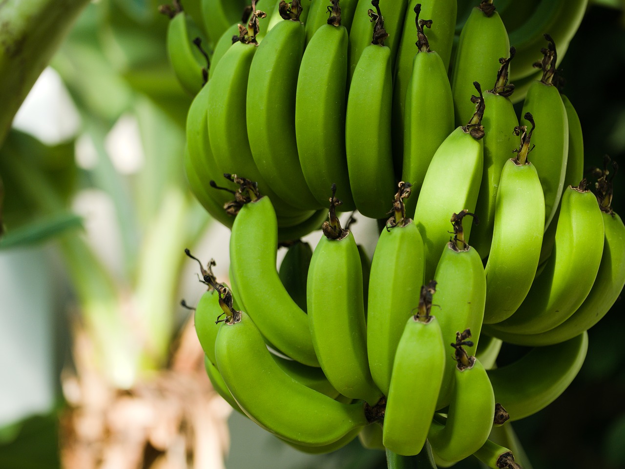 Bananai,  Bananų Medis,  Bananų Krūmas,  Bananų Augalų,  Tropical,  Augalų,  Vaisių,  Žemdirbystė,  Maisto,  Žalias