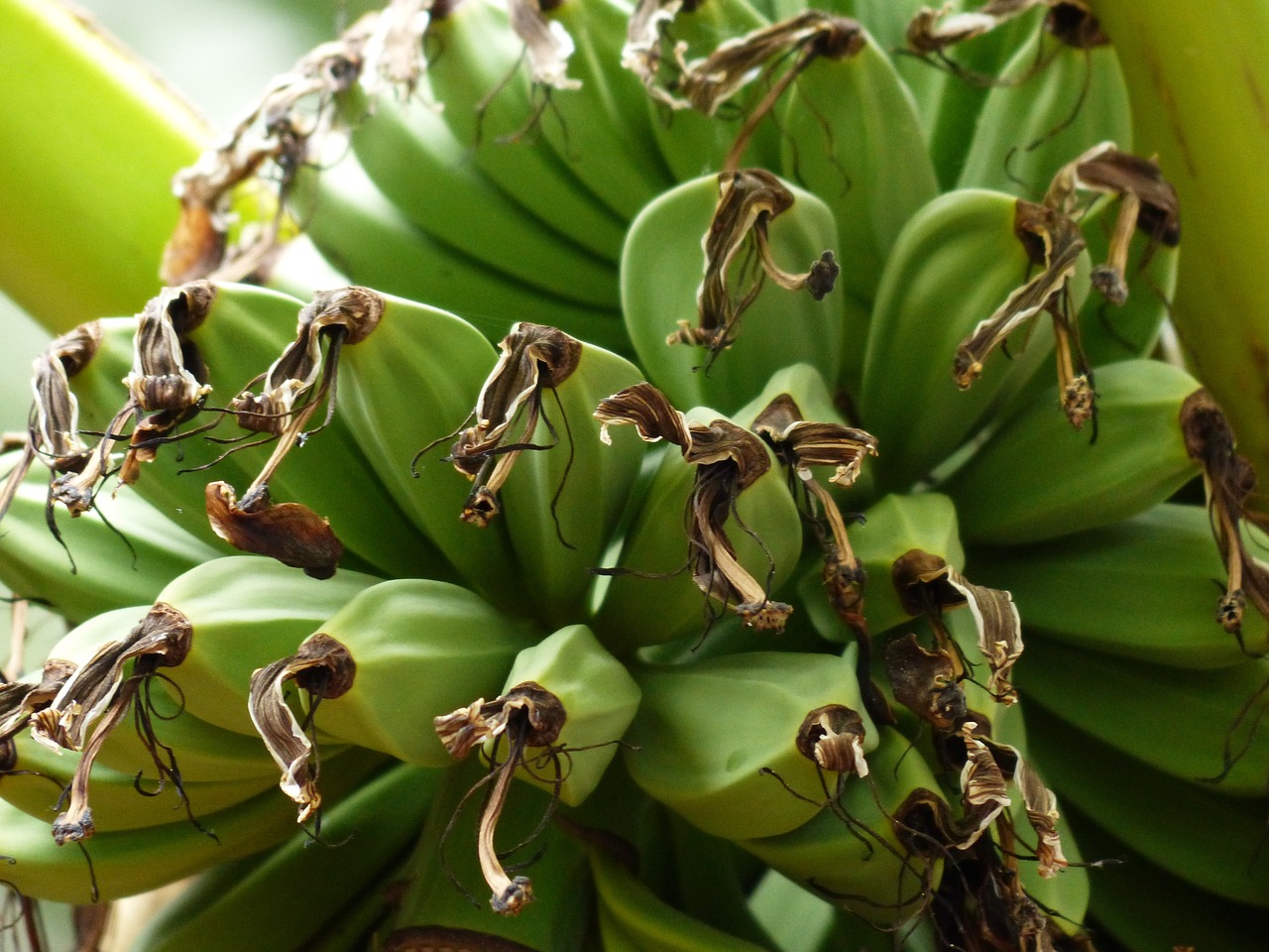 Bananai, Bananinis Krūmas, Augalas, Krūmas, Žalias, Nesubrendusio, Bananų Augalas, Auginimas, Vaisiai, Tropiniai Vaisiai